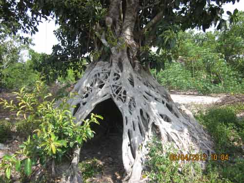 Bonsai, cây cảnh nghệ thuật, cay canh nghe thuat, cây thế, cay the, triển lãm cây cảnh nghệ thuật, trien lam cay canh nghe thuat